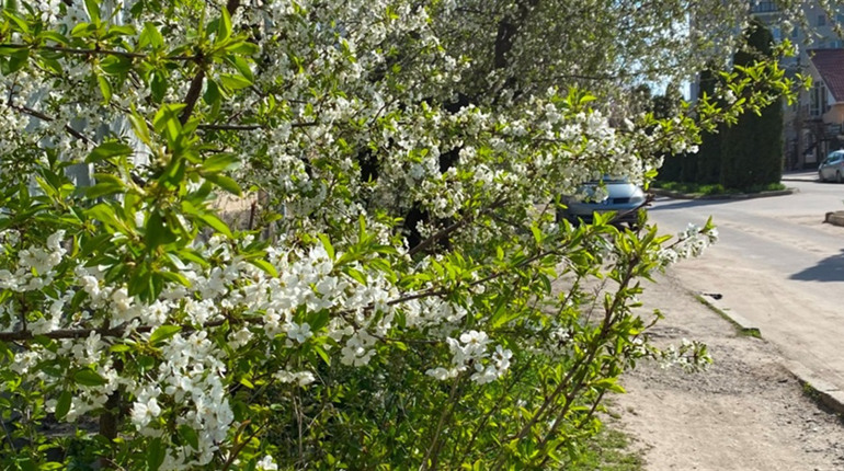 Бар починає квітнути: фотодобірка з вулиць міста
