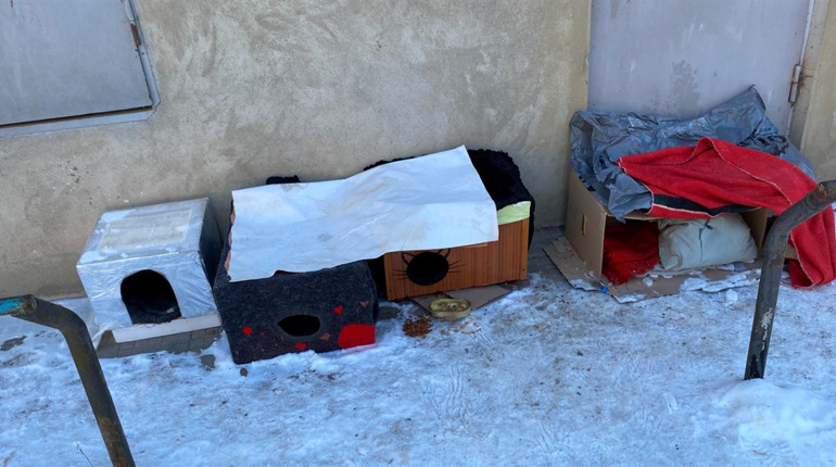 Небайдужі барчани допомагають вуличним тваринам пережити морози