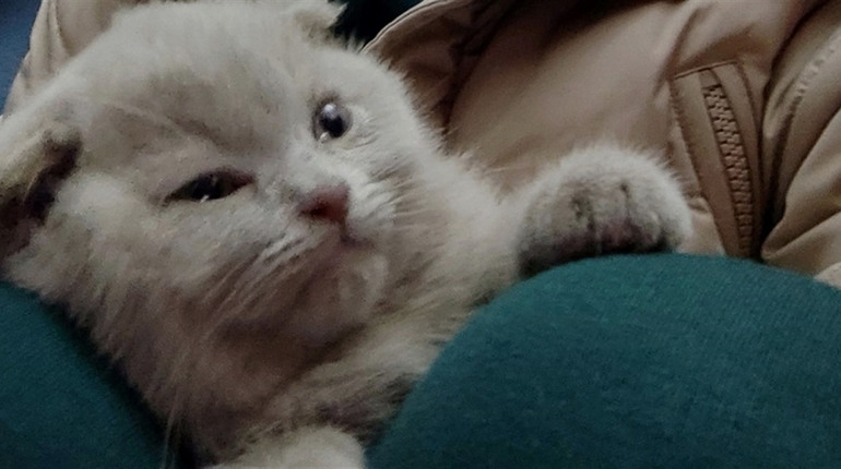 Чий котик на херсонському вокзалі підкорив соцмережі: під час обстрілу він перебував в укритті