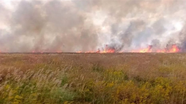 В Асканії-Новій за два тижні вигоріло чверть заповідного степу