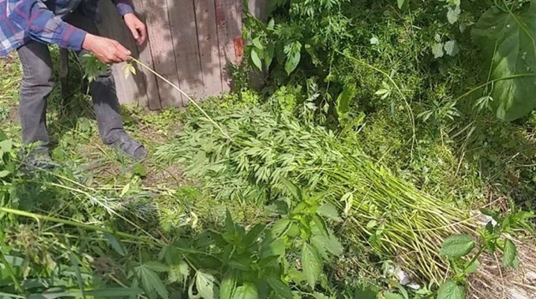 У мешканця Дружного поліцейські виявили на городі 365 рослин конопель