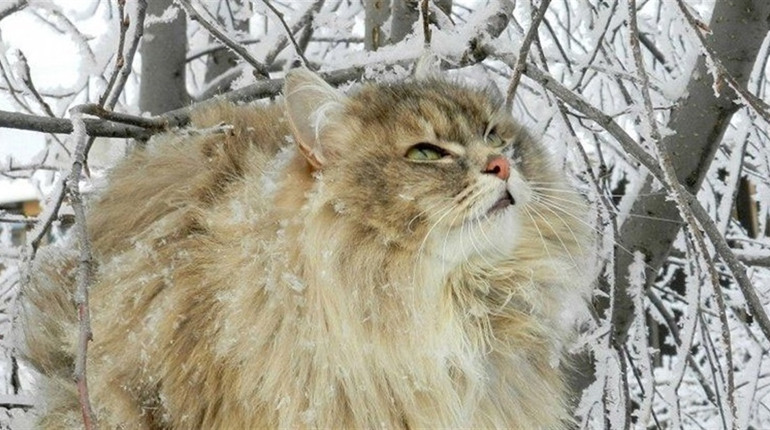 Погода на лівобережжі Херсонщини з 12 по 14 січня: прогноз Українського гідрометеоцентру