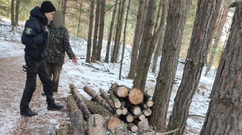 На Шосткинщині чоловік напиляв сосни на кримінальне провадження
