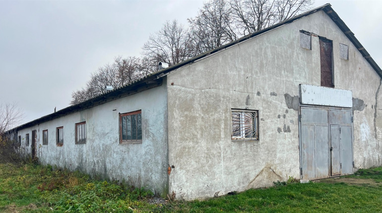 Чи вакцинують у Барі диких і безпритульних тварин та в яких умовах живуть собаки у притулку