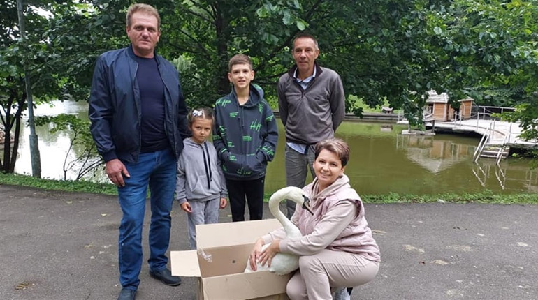 Родина з Бишева врятувала і виростила вдома лебедя: тепер птах переїхав до Межигір’я