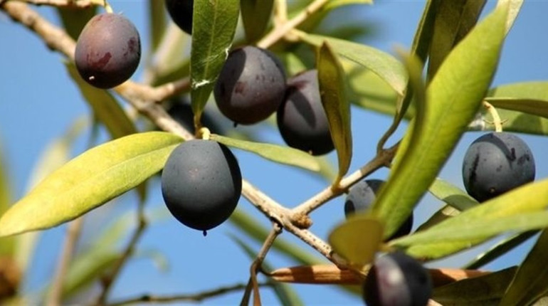 На Херсонщині планують створити оливковий сад у співпраці з Грецією