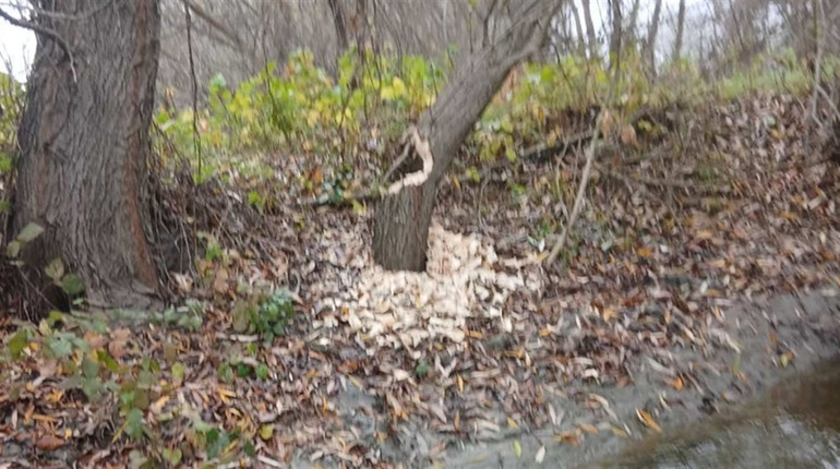 У Нижньодністровському парку з’явився новий мешканець: у плавнях Дністра помітили бобра