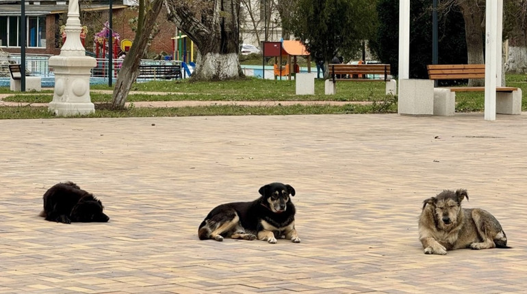 В окупованій частині Херсонщини три роки немає вакцини від сказу — люди їдуть навіть у Крим