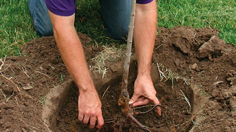 У Дрогобичі безкоштовно дають саджанці дерев для озеленення прибудинкових територій: як отримати