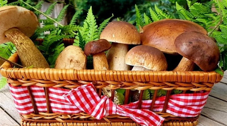 Грибний сезон: як відрізнити їстівні гриби від отруйних