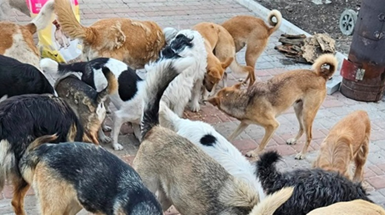 Жовтоводські коти і собаки залишаються без їжі – волонтери просять допомоги