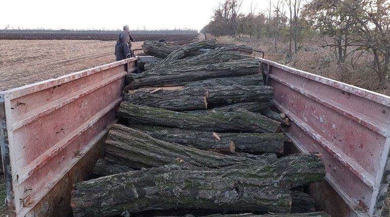 І знову на Мелітопольщині незаконно рубили дерева