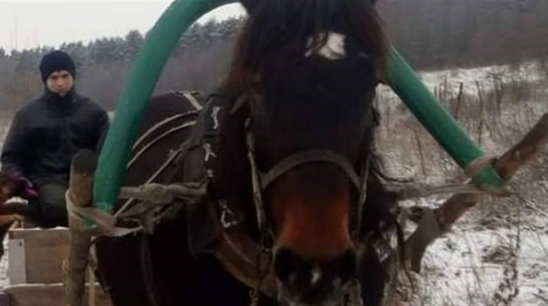 У Глухові розшукали кобилу Зірку, яка втекла від господаря разом із повозкою, злякавшись обстрілів