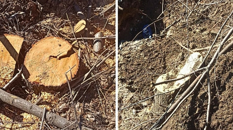 Незаконна вирубка дерев: мешканець Південноукраїнська «напиляв» собі штрафів на 15 тисяч гривень