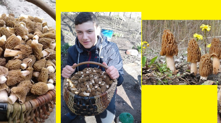 Хто рано встає, той і грибочки смажить...