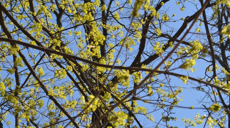 Погода у Нетішині та в області на 15 квітня