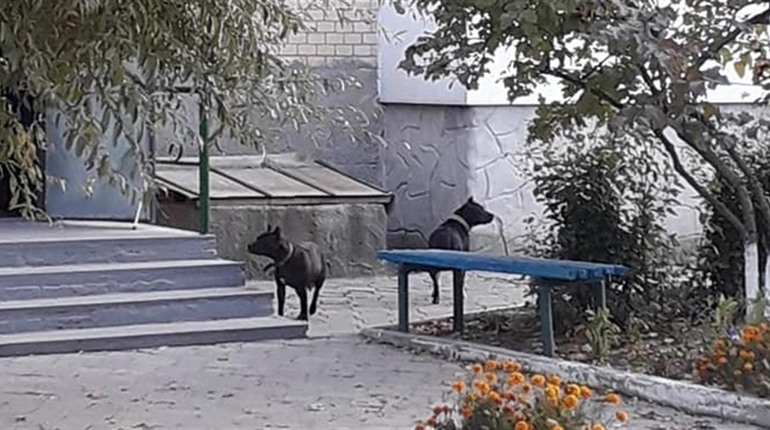 Незвані гості у дворі. Городоччани через соцмережу шукали власника собак