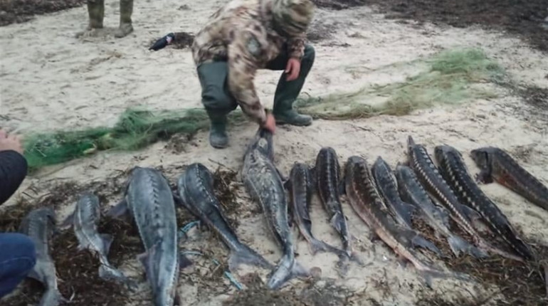 Шкоди на понад півтора мільйона гривень: на Херсонщині затримали браконьєрів