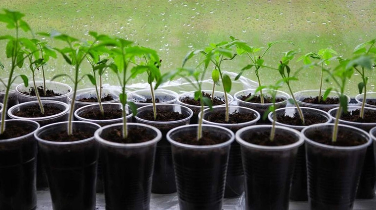 Починаємо сіяти розсаду: посівний календар на лютий 2026 року