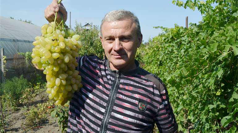 Біляївець Василь Дурбало виростив гігантське ґроно винограду: скільки лишилося до рекорду?