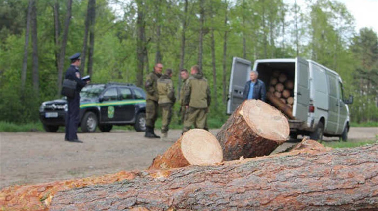 Чорні лісоруби продовжують рубати ліс на Звягельщині