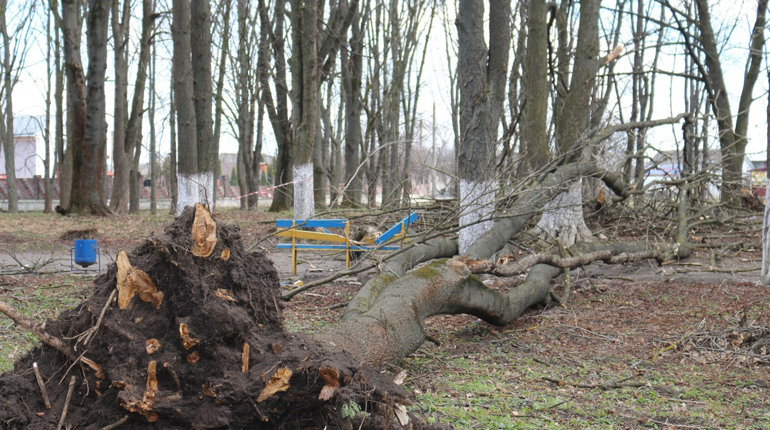 Наслідки стихії у Старокостянтинові: повалені дерева та зірвані дахи