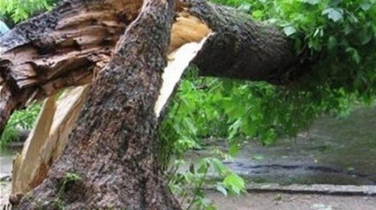 На території лікарні впало дерево