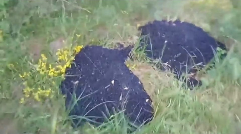 На Кременеччині асфальт вкладали не лише в дороги: відео 