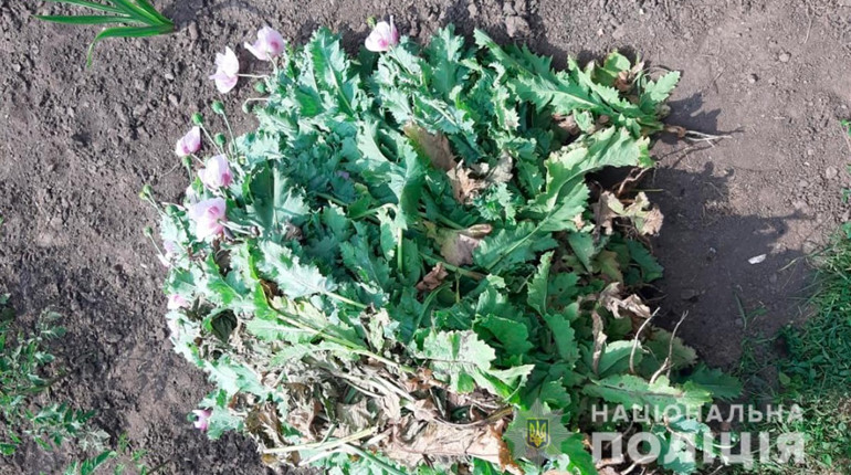 133 рослини маку поліцейські знайшли на городі пенсіонерки з Кліводина