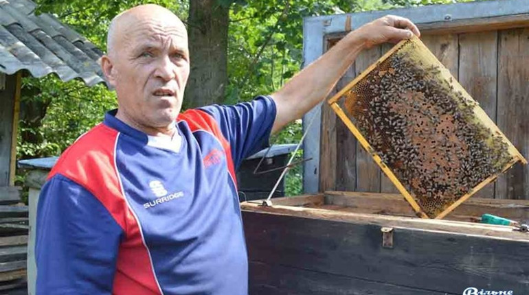 Несолодкий рік: врожай меду засмутив бджолярів Кіцманщини