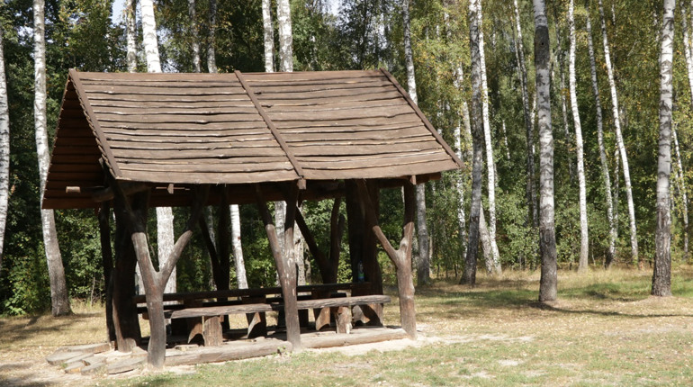 Від  насінини — до стиглого дерева. Працівники лісу розповіли, як вирощують і зберігають ліс
