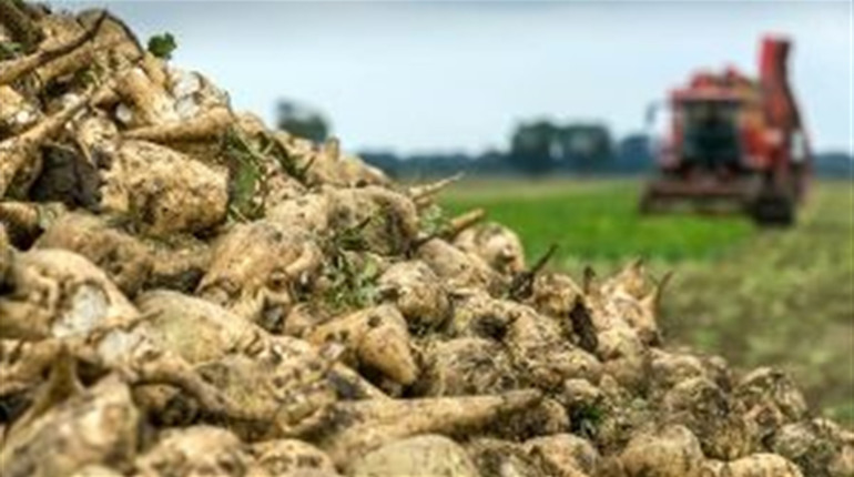 Новини міста 23-29 вересня: виставки, святкування, карантин та збирання врожаю