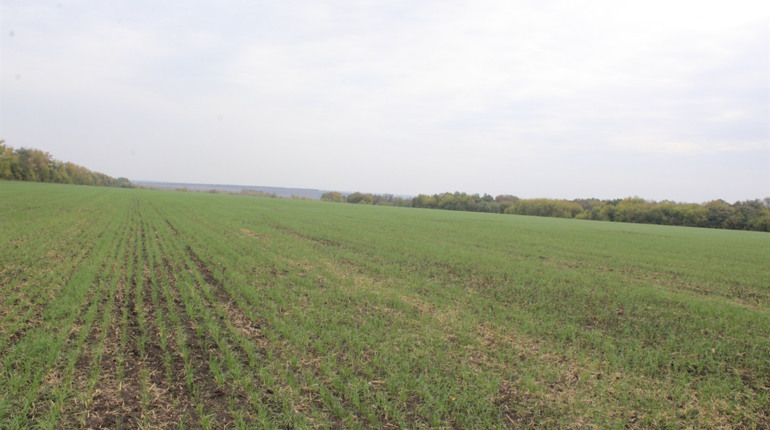 Опитування. Чи готові троїчани продавати чи купувати землю