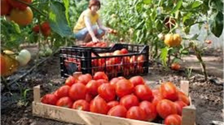 Проїзд за свій рахунок та обід: як курахівчани заробляли цього літа