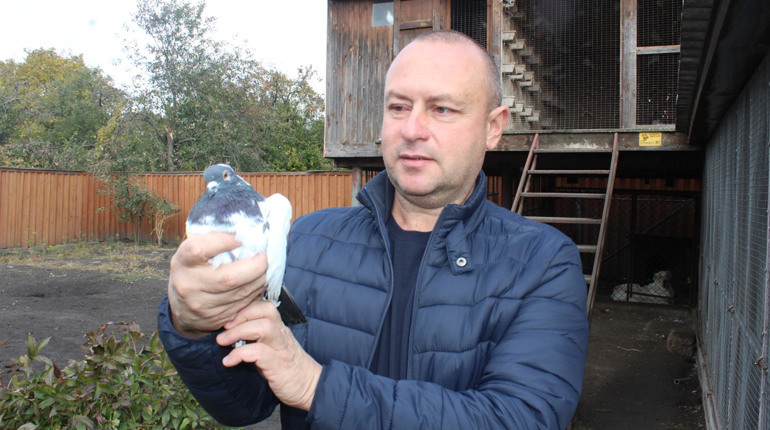 Як ніжинець Олександр Колесник відроджує місцеву породу голубів 