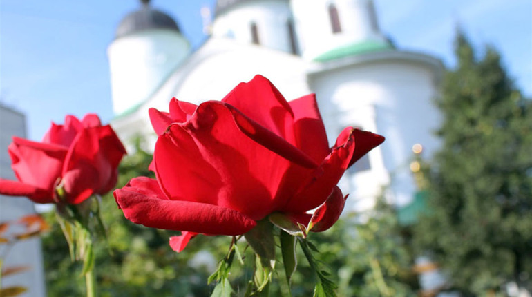 Квіткові злодії у Ніжині знову нагадали про себе