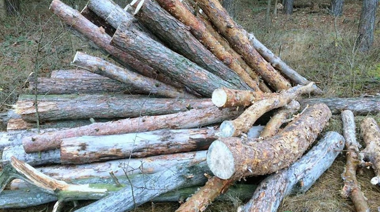 Гадяцькі поліцейські встановили осіб, які займалися вирубкою дерев