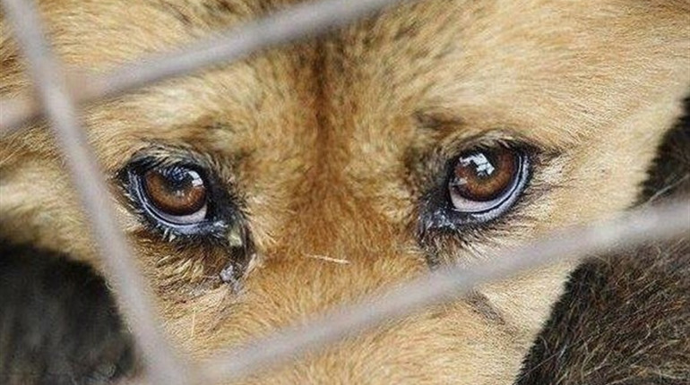 За жорстоке поводження над тваринами доведеться заплатити 8500 гривень штрафу або сісти на 8 років