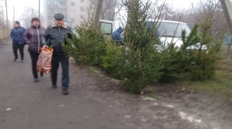 Ялинковий базар у Нижніх Сірогозах: де придбати та як продовжити життя ялинки