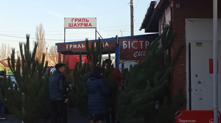 Із Запоріжжя за 150 грн., а з Волноваського  району за 300 та 500 грн.: ми шукали ялинки 