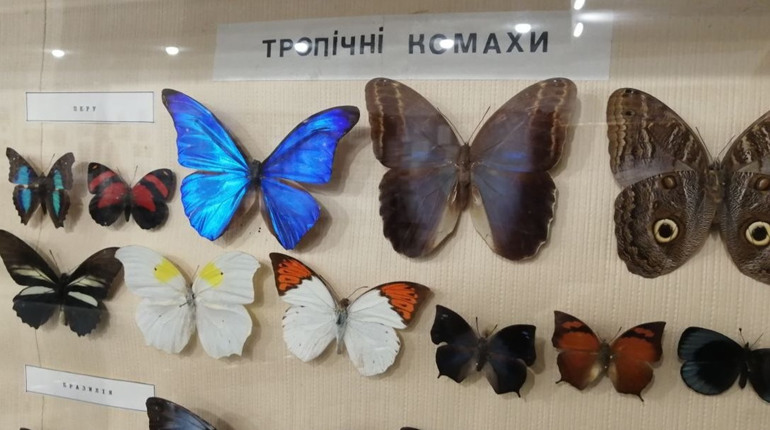 10 експонатів краєзнавчого музею у Фастові, які має побачити кожен 