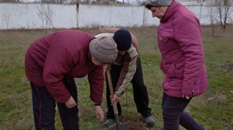 Рыковцам предлагают поучаствовать в озеленении родного поселка