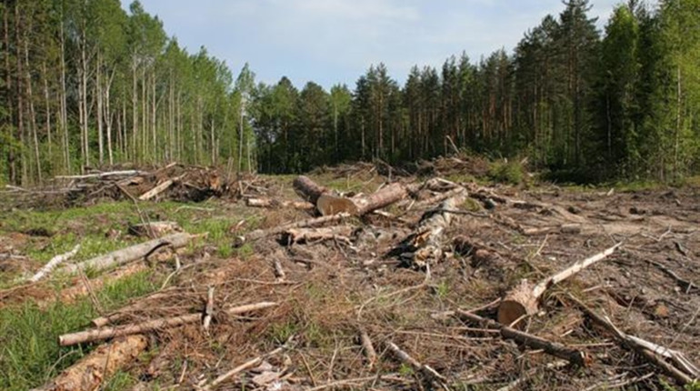 На Чернігівщині громадськість запрошують приєднатися до боротьби з незаконною вирубкою лісів