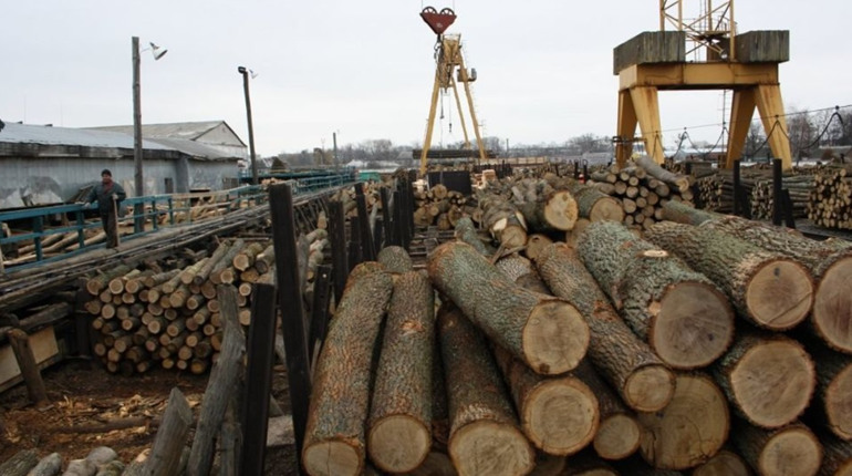 В Україні почали діяти нові правила продажу деревини
