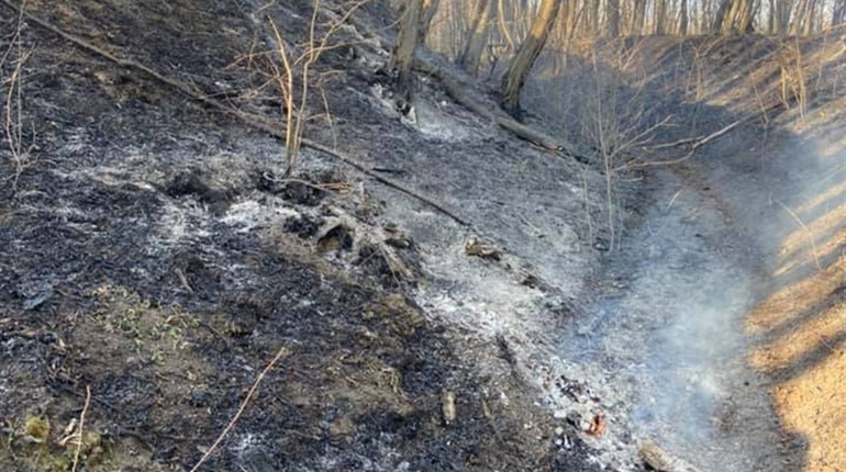 Лісова пожежа під Чортковом: чи будуть знайдені та покарані люди, що вчинили шкоду природі? (+відео)