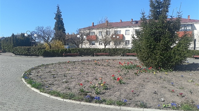 Краса у Володимирці: 25 тисяч гривень на квіти витратили з бюджету селища