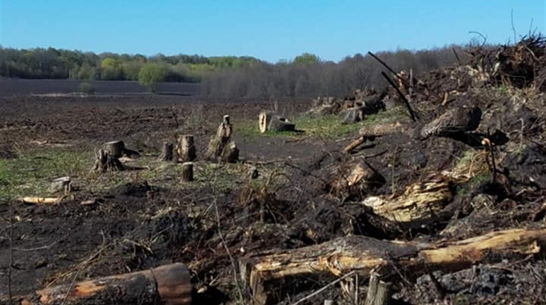 Замість лісу - поле: поблизу Ворожби вирубали дерева, щоб захопити земельну ділянку