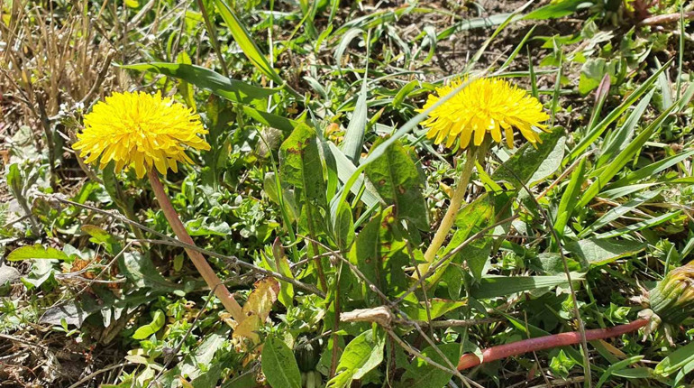 Гра. Вгадай значення слова