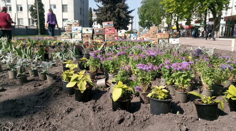 Понад трьох тисяч саджанців квітів цьогоріч висадять у Ніжині на клумбах