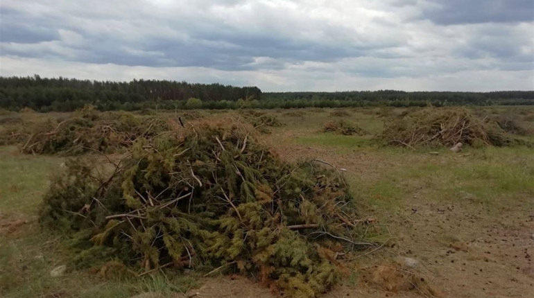Жителі Шосткинщини стурбовані масштабною вирубкою лісу